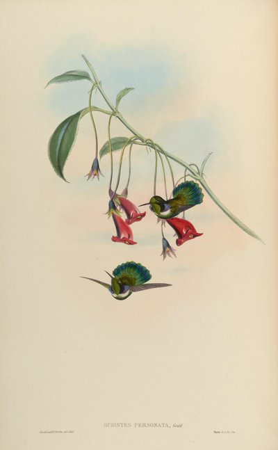 Schistes personata by John Gould